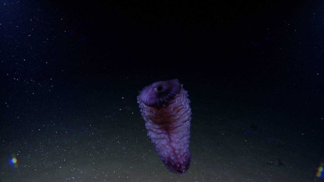 A beautiful purple swimming holothurian Picture