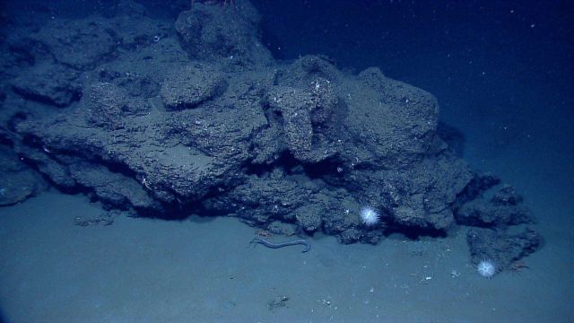 A small eel, two red crabs (Chaceon quinquedens), and two large white sea urchins at the base of a rock outcrop. Picture