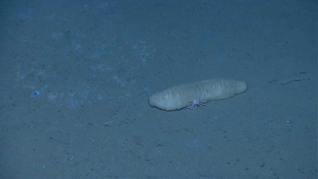 A large white holothurian with a small lithodid crab Picture