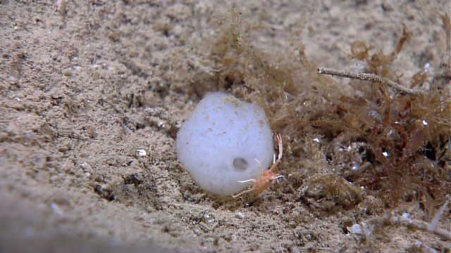 A white sponge with a small orange squat lobster Picture