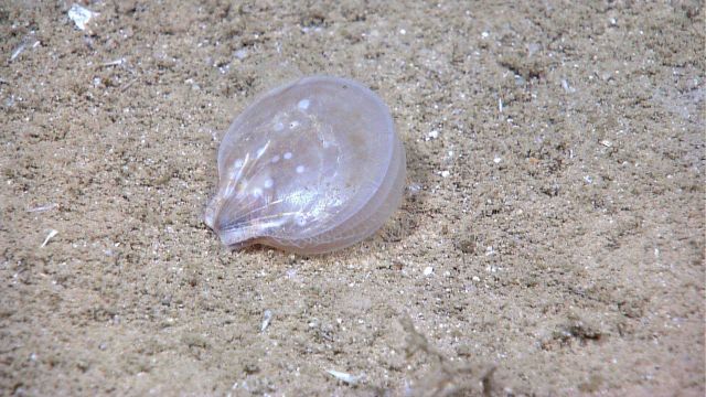 A translucent white scallop on a white sand bottom. Picture