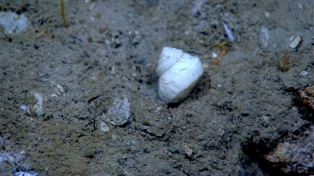 A white snail shell in the vicinity of what appears to be a chemically or biologically discolored seep area. Picture