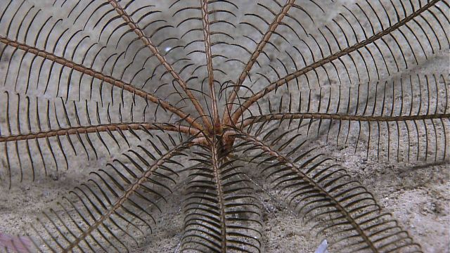 Closup of the center of the crinoid in expl8005 Picture