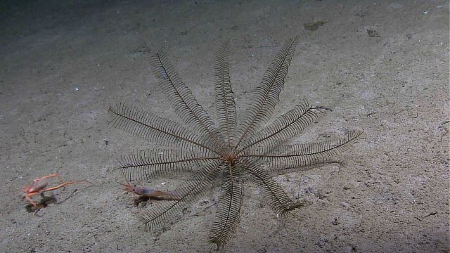Crinoid, shrimp, and crab-eating shrimp ? (shrimp-eating crab?) odd animal? in left bottom of image. Picture