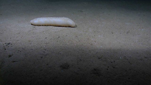 A stout white holothurian seemingly immobile on a mud bottom. Picture