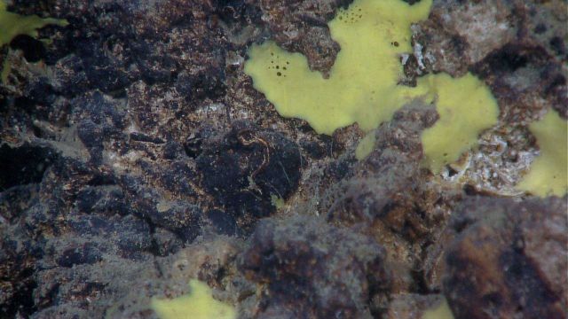 Yellow encrusting sponge on a black rock outcrop. Picture