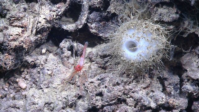 A white sponge and a red shrimp on a rock outcrop. Picture