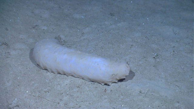 A white holothurian on a sand and mud bottom. Picture