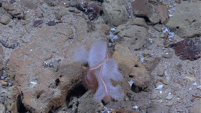 A glass sponge with a large brittle star wrapped about it on a rocky bottom. Picture
