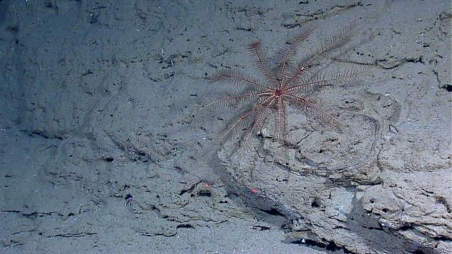 A large reddish brown crinoid on a mud (shale?) bottom Picture
