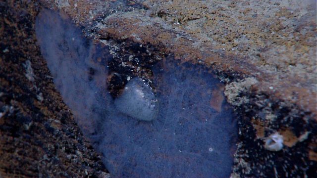 A translucent bluish-gray sponge on a rock outcrop. Picture