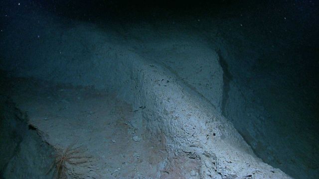 A reddish brown crinoid on a rock outcrop? viscous mud? Picture