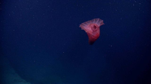A red swimming holothurian seen against the backdrop of the darkness of the abyss. Picture
