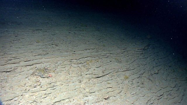 A red swimming holothurian over a cream-colored sediment bottom. Picture