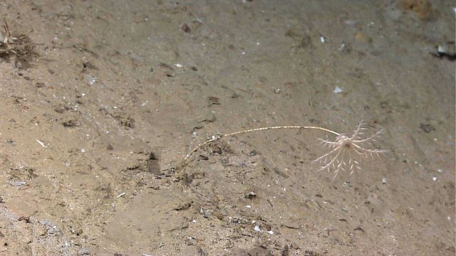 A fairly whimpy looking white crinoid on a brown mud and sand bottom Picture