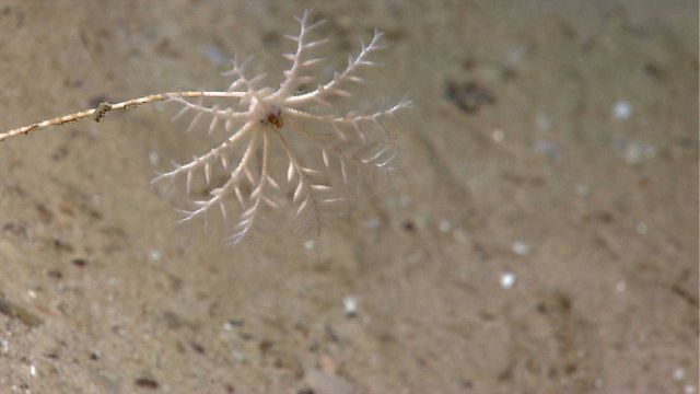 A fairly whimpy looking white crinoid on a brown mud and sand bottom Picture