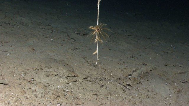 A crinoid and large barnacles on a solitary coral stalk Picture