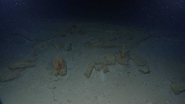 Paramuricea corals with associated brittle stars on blocks of rock or solidified mud. Picture