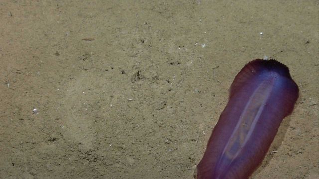 Translucent purple holothurian on seafloor Picture