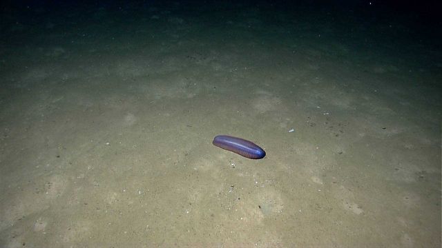 Translucent purple holothurian on seafloor Picture