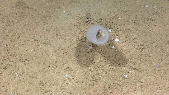 Looking down on venus flower basket sponge Picture