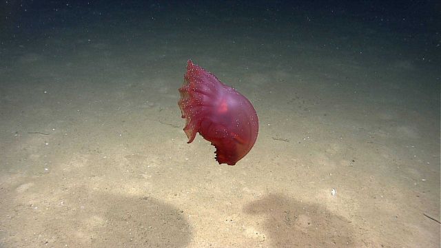 Spanish dancer holothurian swimming above the bottom. Picture