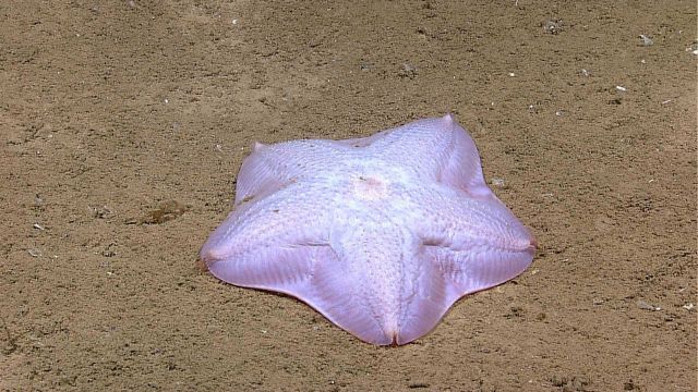A pink bat star on the seafloor. Picture