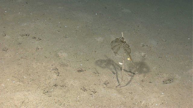 A dark crinoid on a small coral stalk. Picture