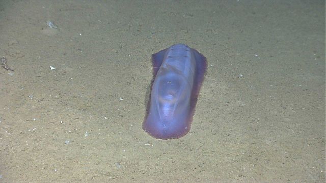 A purple white translucent holothurian on a sand and mud bottom. Picture