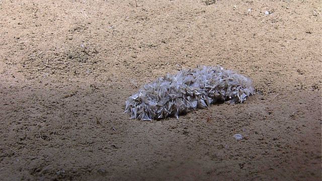 This appears to be a holothurian covered with triangular pteropod shells on a sand bottom. Picture