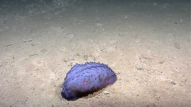 A purple holothurian on a sandy seafloor. Picture