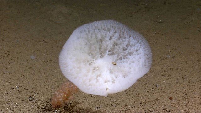 A white stalked sponge with brownish-pink zoanthids on the stalk. Picture