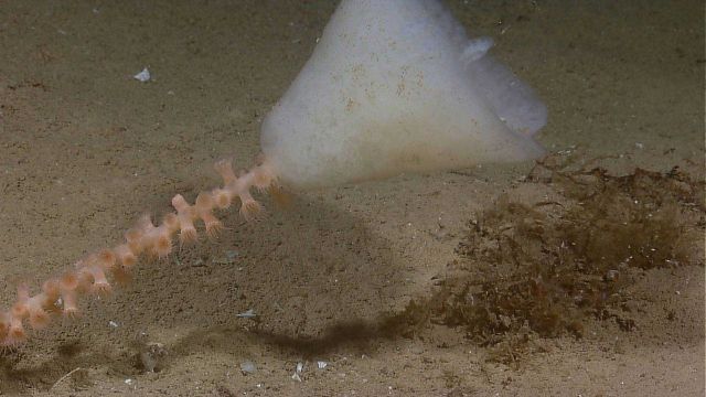 Stalked glass sponge with brownish-pink zoanthids on the stalk. Picture