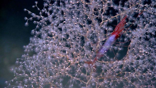 Closeup of large red shrimp in chrysogorgia coral Picture