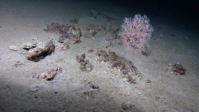 Rocks, chrysogorgia coral, a red shrimp in the coral, and a squat lobster on the rock below the coral. Picture