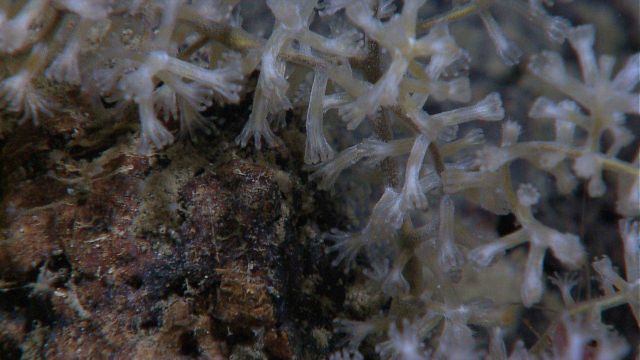 Small white octoral Picture