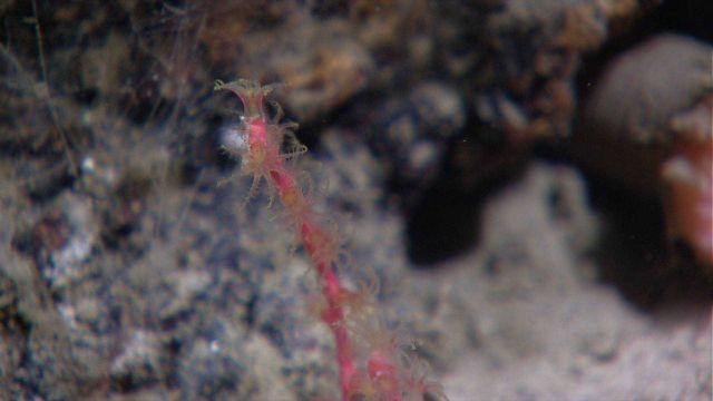 A red-stalked octocoral with greenish-yellow polyps. Picture