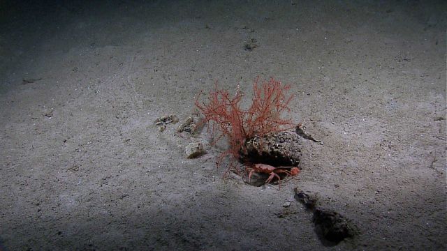 A red octocoral bush next to an overhang housing a large red crab. Picture
