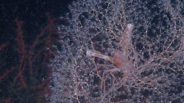 Chrysogorgia coral with squat lobster. Picture