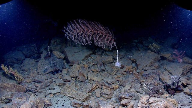 Image dominated by large spiraling iridigorgia coral Picture