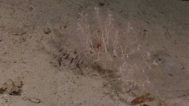 A delicate pink octocoral with a large red shrimp. Picture