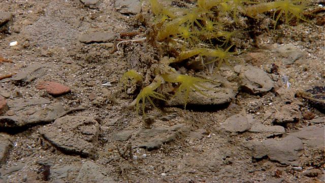 Yellow green octocorals similar to those seen on Mid-Cayman Rise Picture