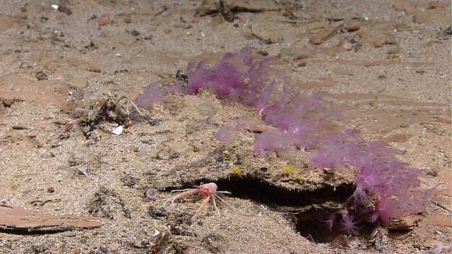 Purple octocorals in close proximity to the much smaller yellow-green octocorals Picture