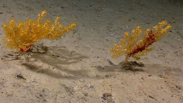 Paramuricid corals with associated brittle stars. Picture
