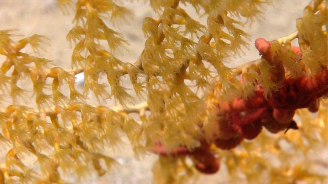 Closeup of paramuricid coral with brittle star. Picture