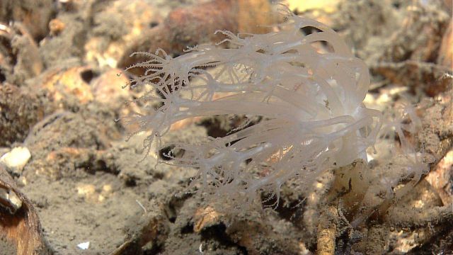 Translucent white octocoral colony. Picture