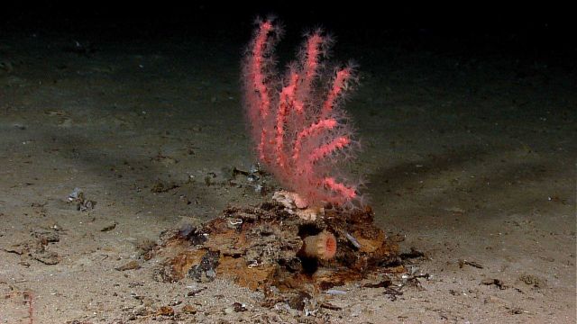Small paragorgia octocoral with polyps extended growing on a small mound of rust colored material Picture