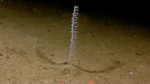 A small single stalked octocoral Picture