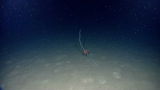 A bamboo whip coral being attacked by a large orange sea star that is eating its way up the stalk polyp by polyp Picture