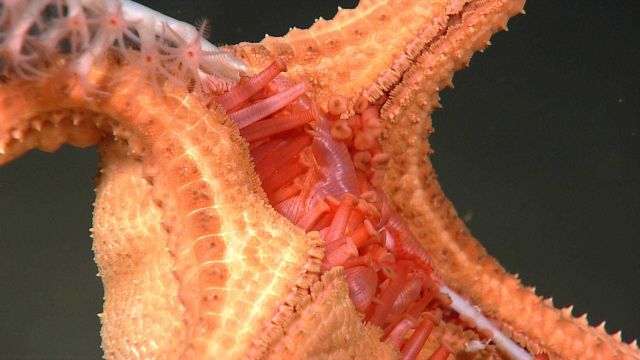 A bamboo whip coral being attacked by a large orange sea star that is eating its way up the stalk polyp by polyp. Picture